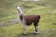 Pic: Llama at Machu Picchu provides easily the best photobomb you’ll see this year
