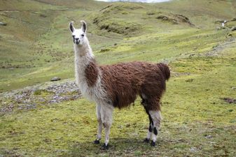 Pic: Llama at Machu Picchu provides easily the best photobomb you’ll see this year