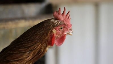 Video: Belgian football fans stop play after releasing live chickens onto pitch