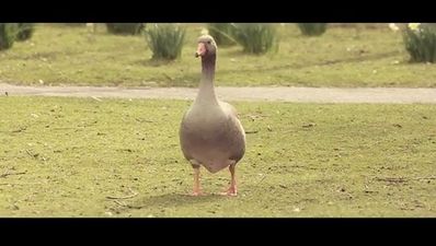 Video: Talking birds from The Lough in Cork is the best Irish viral of 2014 so far