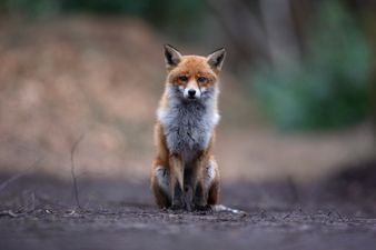 Donkey meat recalled from Chinese shops after it was discovered to have traces of fox