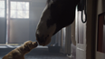 Video: Budweiser’s ‘Puppy Love’ Super Bowl ad is something special