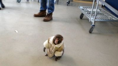 The IKEA Monkey game is surprisingly addictive