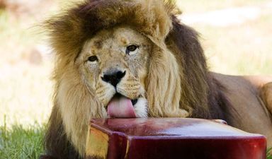 Pic: It’s so hot in Australia they’re feeding the zoo animals frozen blood