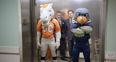 Video: The Broncos and Seahawks mascots have a tiff in the ESPN studios