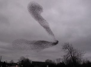 Video: This ‘murmuration’ of starlings in Galway is flocking amazing