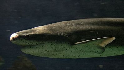 Man fights off shark attack with a knife, sews himself up and goes for a pint