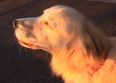 Video: This dog’s howl sounds almost exactly like a siren