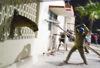 Pics: Leopard causes a serious spot of bother as it goes on the run around a city in India