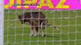 Video: A pitch invader with a difference as dog in Argentina uses the box as a toilet