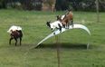 Video: Four goats in a field surfing a piece of sheet metal is as funny as it sounds