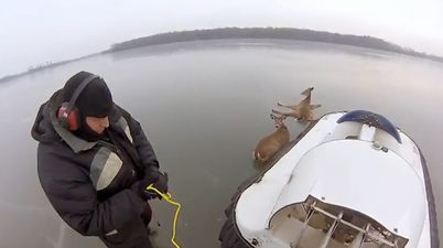 Video: Using a hovercraft is the most badass way to save deer stranded on a frozen lake