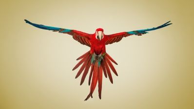 Pet parrot helps police identify murderer of owner in India