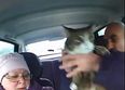 Video: Cat unwittingly plays major part in probably the most bizarre Russian dashcam video yet