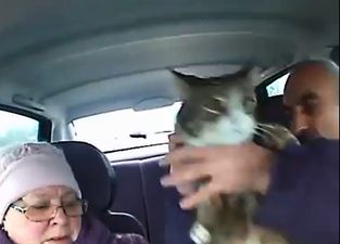 Video: Cat unwittingly plays major part in probably the most bizarre Russian dashcam video yet