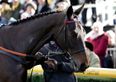 Sprinter Sacre is ruled out of Cheltenham Festival appearance, will miss rest of the season