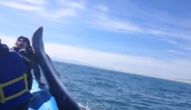 Video: Girl gets walloped on the head by a whale