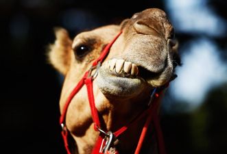 Pic: So there’s a camel wandering around Tallaght