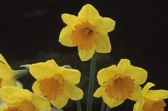 This brilliant infographic from Irish Cancer Society shows you exactly where your money goes for Daffodil Day