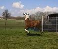 Video: Bouncing llama having the time of his life will brighten up your Monday