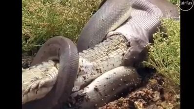 Pics: Enormous snake eats a big crocodile in Australia