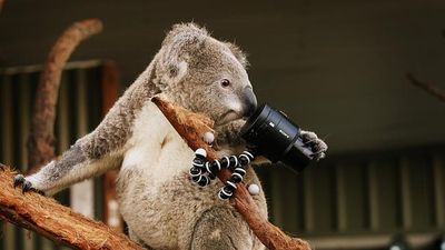 Pics: So even koalas are taking selfies now