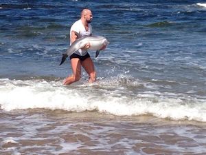 Pic of the day: Cathal Pendred saves a stricken dolphin in Doonbeg