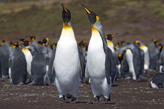 Lesbian penguins in Dingle. What else do we need to say?