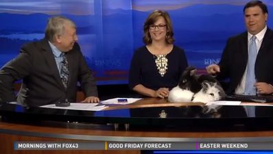 Video: Two rabbits go at it like rabbits when brought onto news show for Easter stunt