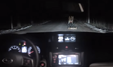 Video: Russian dog gets last laugh after being run over