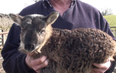 Video: Extremely rare goat-sheep hybrid born in Co. Kildare