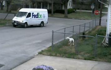 Video: CCTV catches hilarious incident involving run-away FedEx van and extremely excited dogs