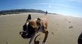 This video of a two-legged dog having the time of his life on the beach will brighten up your day