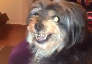 Video: No human being loves Lionel Messi as much as this dog does
