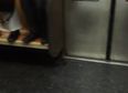 Video: One rat on a subway train sparks mass panic amongst New York commuters