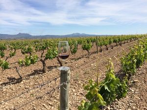 Rioja roll; JOE visits Campo Viejo’s winery in Spain