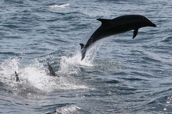 Video: Flippin’ hell! Hundreds of dolphins spotted off the coast of Cork