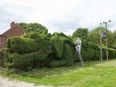 Pics: Man has ten years to kill, decides to cut his hedge into a dragon