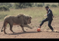 Video: Watch as a man plays football with three fully-grown lions