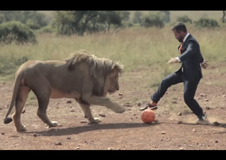 Video: Watch as a man plays football with three fully-grown lions
