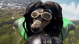 Video: Watch the world’s first BASE jumping, wingsuit wearing dog…