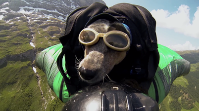 Video: Watch the world’s first BASE jumping, wingsuit wearing dog…