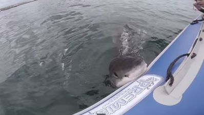 Video: Watching this Great White Shark eat a boat will put you off going in the water for life