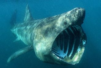 Pic: Irishman captures amazing photo of shark and surfer off the coast of Kerry