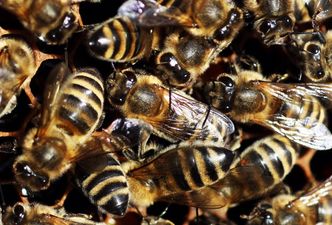 Up to 20 million bees released after truck carrying nearly 500 beehives overturns in Delaware