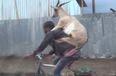 Oh sweet Jaysus this is amazing – here’s a video of a goat riding a man riding a bike