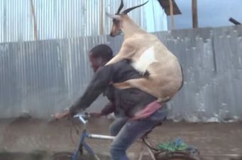 Oh sweet Jaysus this is amazing – here’s a video of a goat riding a man riding a bike