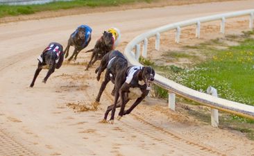 [CLOSED] Win a night at the dogs for you and nine friends at Harold’s Cross this summer