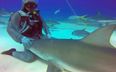 Video: Scuba diver amazingly calls shark over to her like a puppy dog… and survives