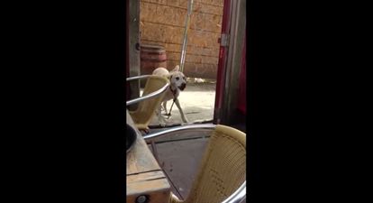 Video: Dog tries and tries (and tries) to get a stick through a door